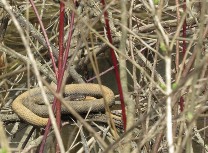 Northern Water Snake